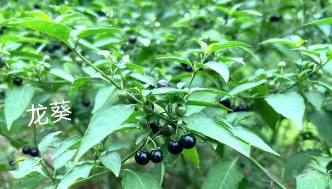 农村常见易混淆的有毒与无毒植物：安全识别指南