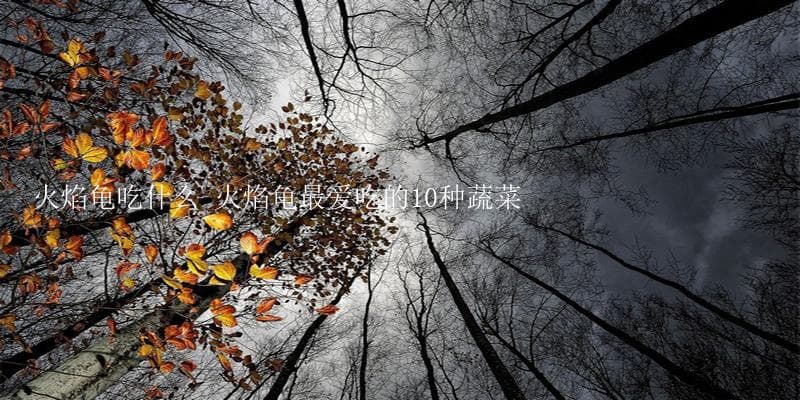 火焰龟的饮食习性与饲养要点