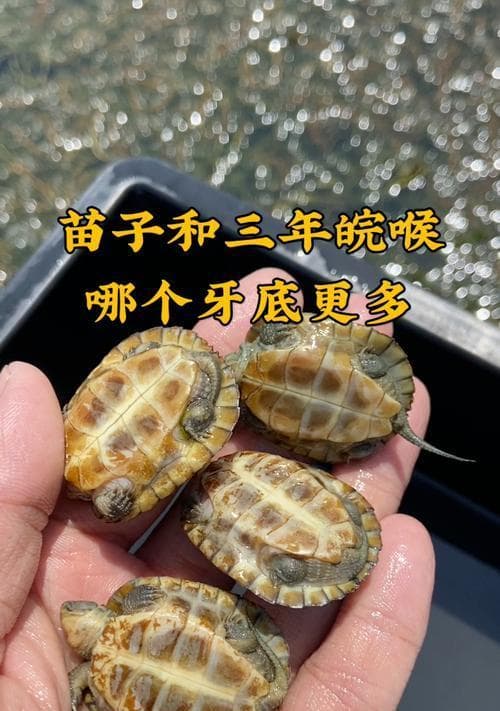 火焰龟的全面饲养指南：打造舒适的家庭环境，培育健康快乐的爬行宠物