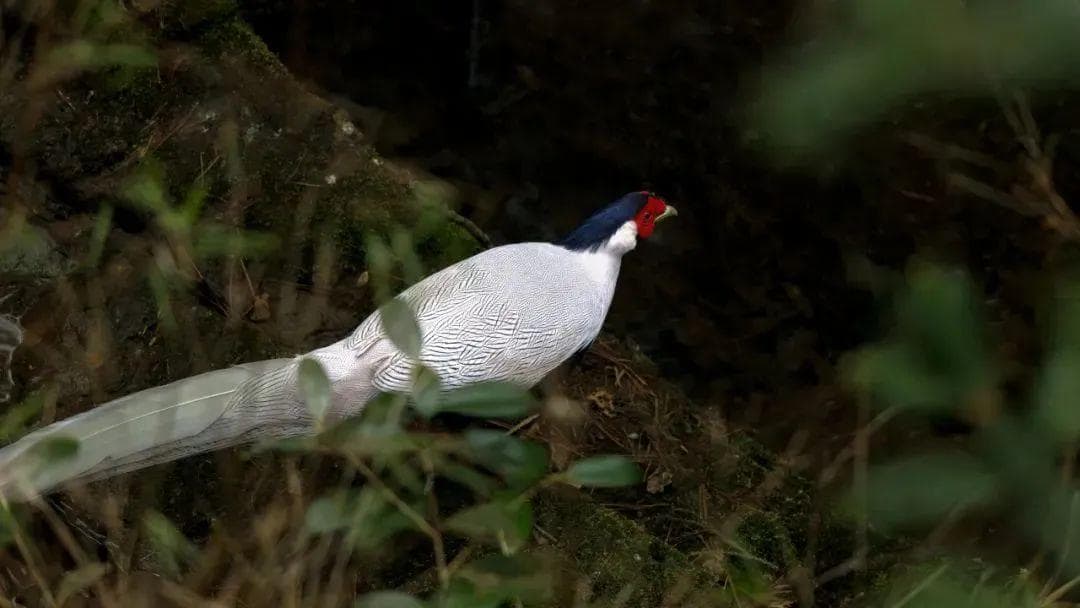 “林中飞仙”白鹇现身龙泉