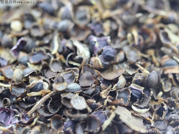 金鸡菊什么时候播种 应该怎么种