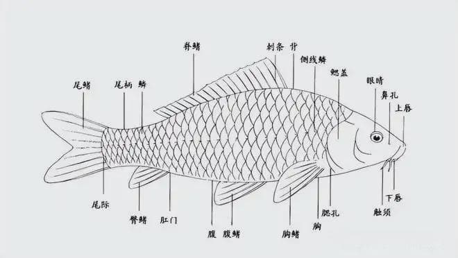 鲤形目通过肌间刺和生存策略，成功逆袭成为广泛分布的鱼类群体