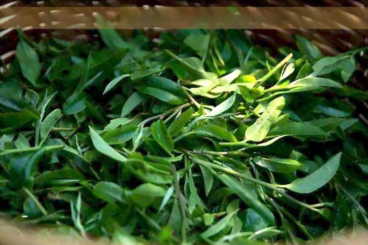 茶叶摄入量：一天喝多少茶才是健的选择？