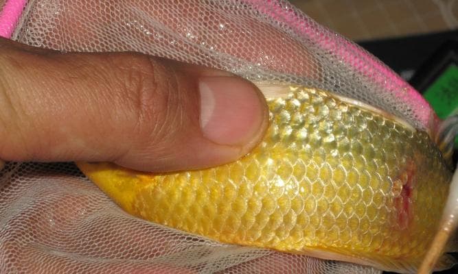 如何处理锦鲤、金鱼身上的大型虫？（锦鲤体内寄生虫的治疗方法与预防措施）