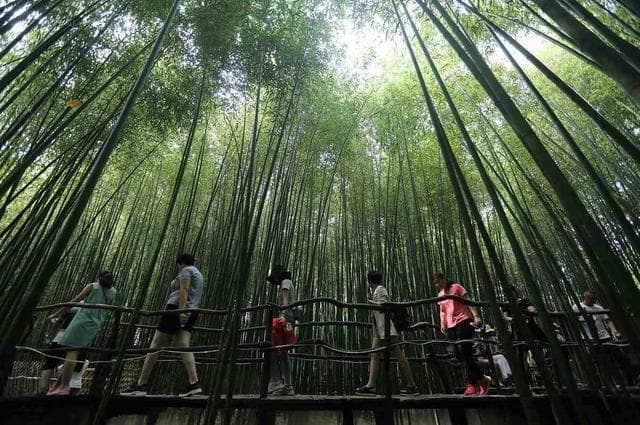 秋日出游去常州南山竹海,如何在竹林中享受静谧的时光?