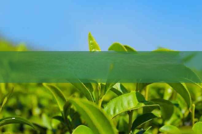 白毫银针茶冲泡指南：详解不同场景下的正确泡法与品鉴技巧