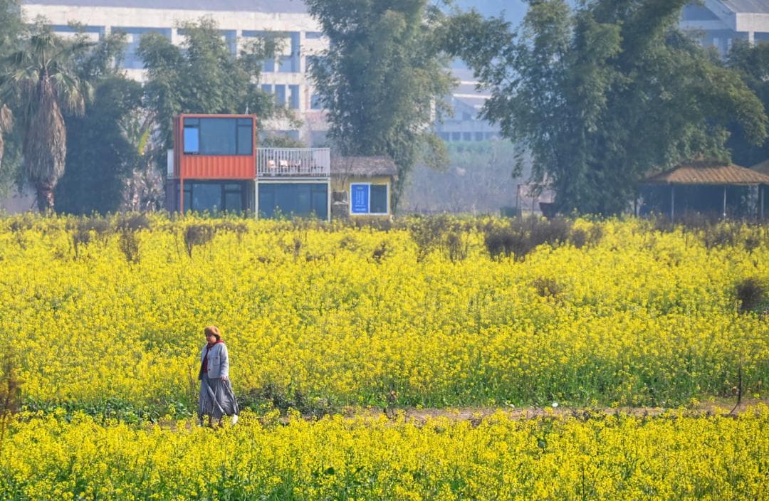 成都春节赏花地图：五大公园花开正艳，油菜花海、海棠花潮等你来
