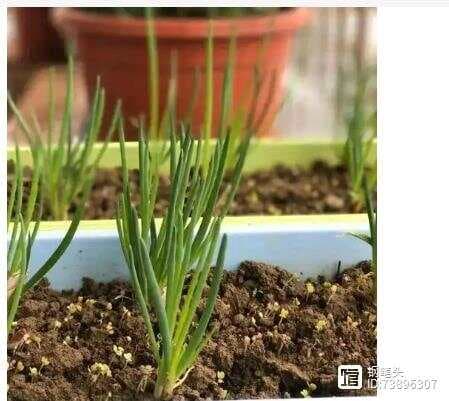 葱几天发芽出土？什么适合播种最合适？