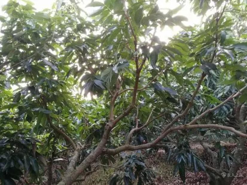 荔枝树怎样修剪与管理？用什么肥料最好？