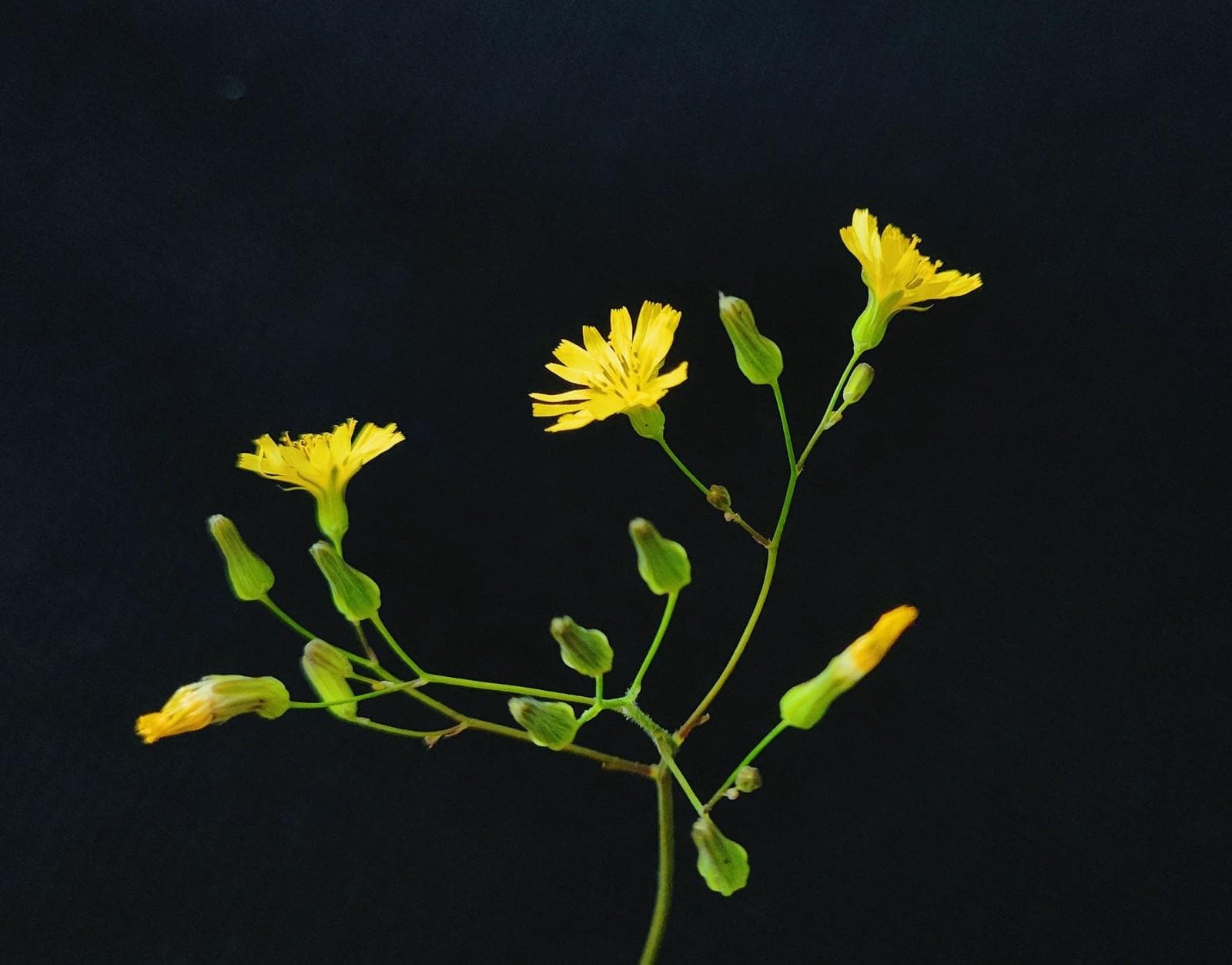 路边无闲草认识皆是宝：黄鹌菜