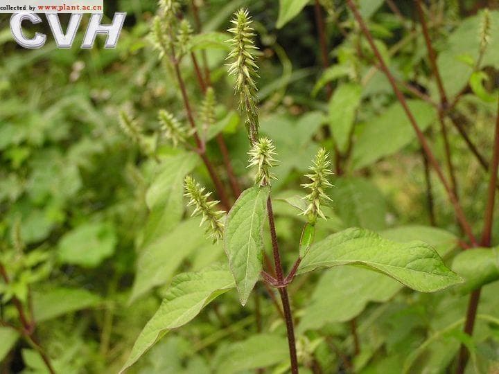 牛膝：传统药用植物的现代研究进展