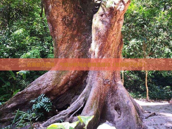 云南旅行指南：气候分析与必备物品建议（包括帽子选择）