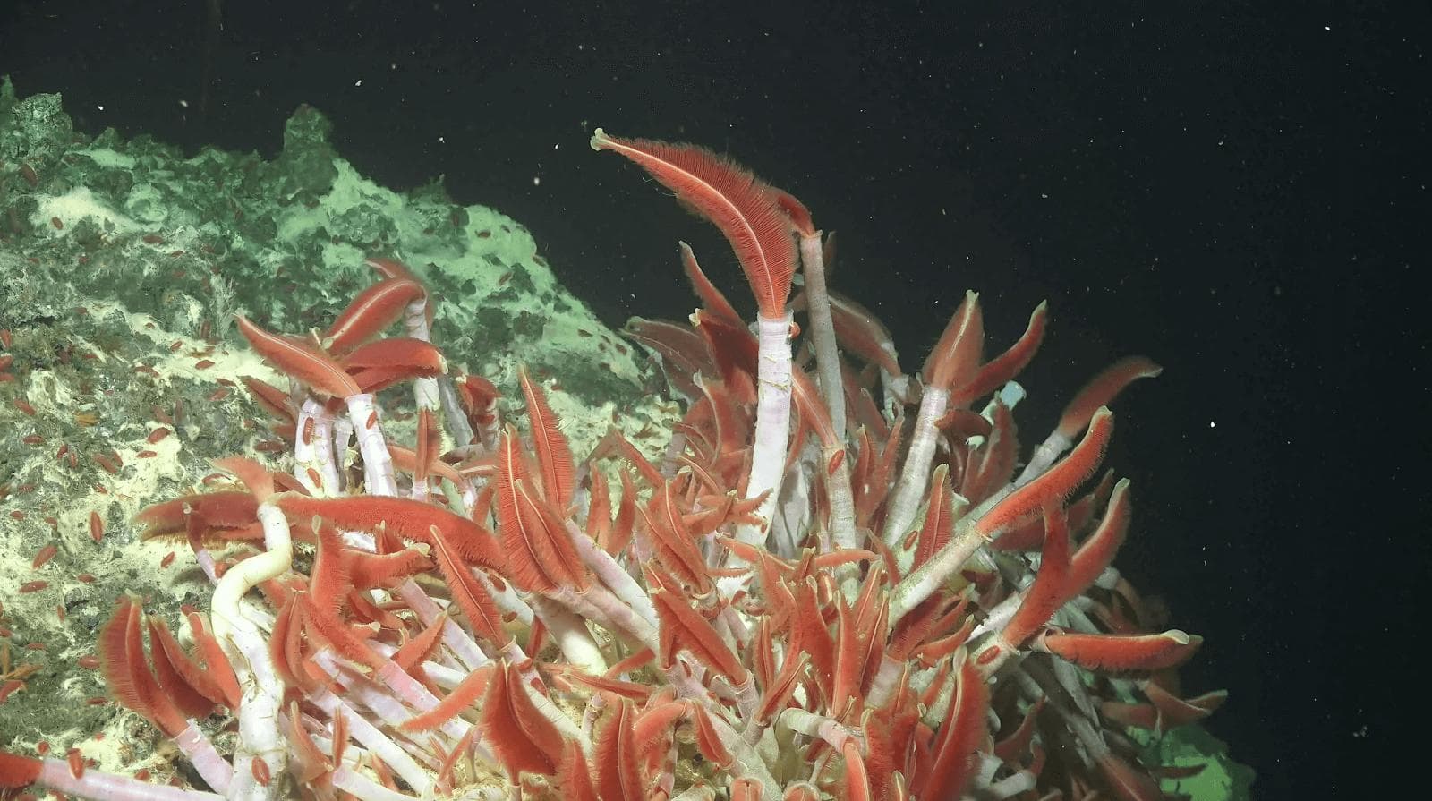 深海巨型管虫 Riftia pachyptila，海洋深处的奇迹生物