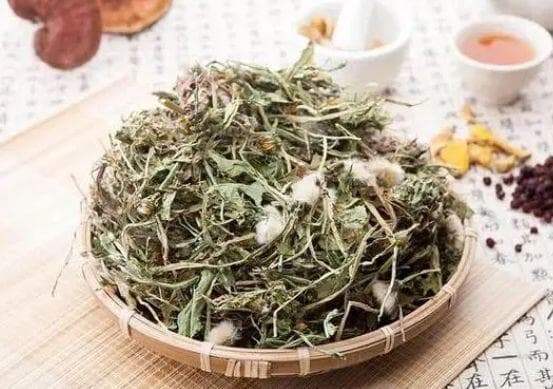 "药草皇后"蒲公英，清热解毒，保肝护肝