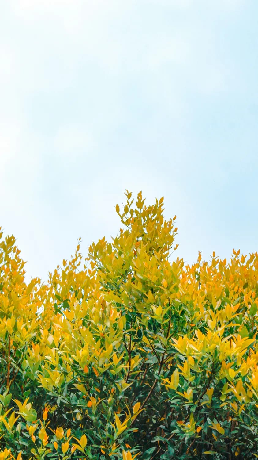 复方黄柏液涂剂：皮肤科医生的“万能药”