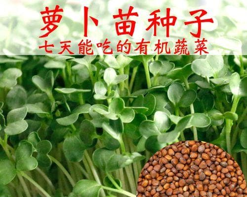 白萝卜水培养殖方法详解（自家种白萝卜，新鲜又健康）