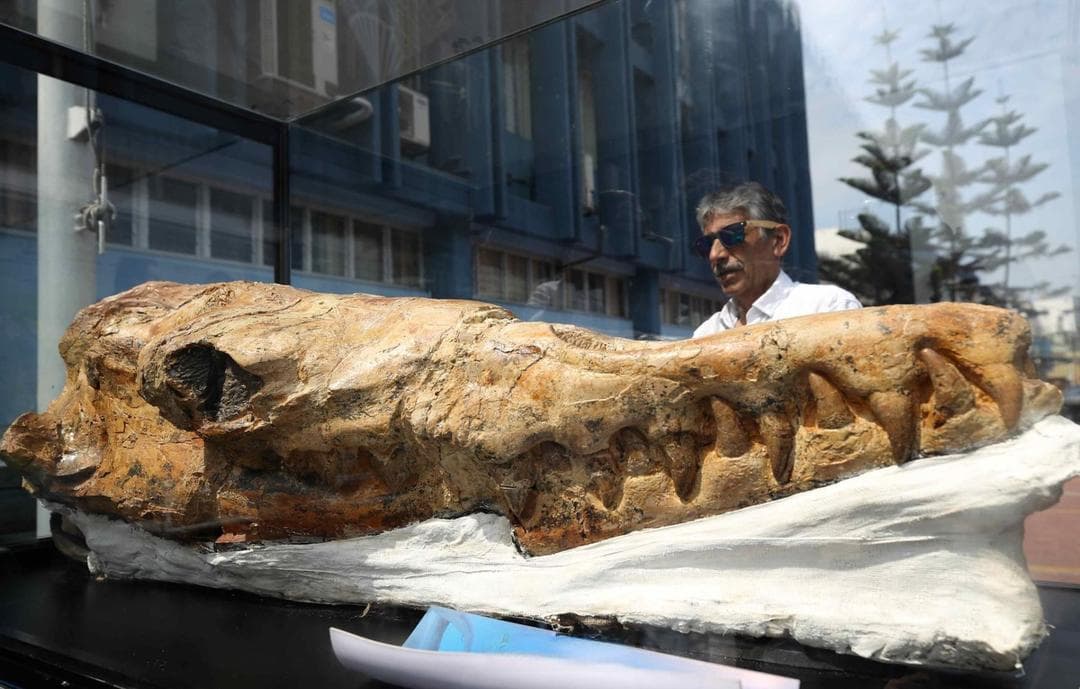 秘鲁发现距今900万年鲨鱼化石