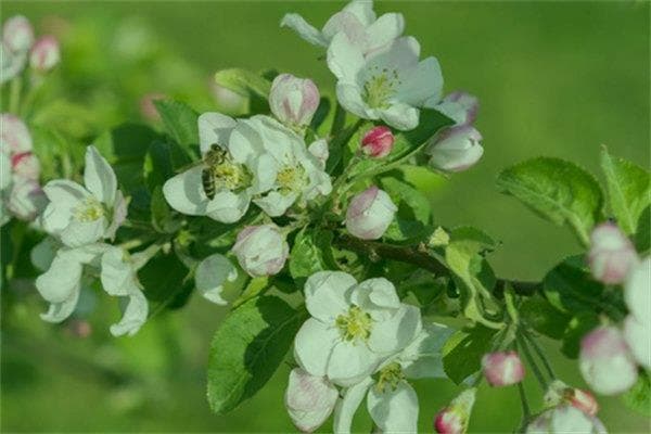 八字命理中的咸池桃花：正缘还是孽缘？