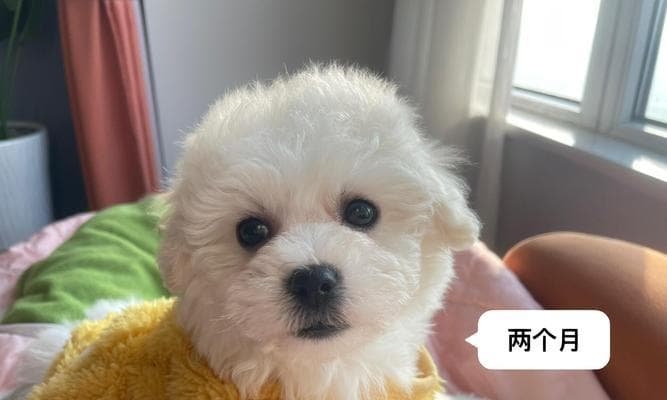 比熊的寿命及老化表现（了解比熊的寿命和老化迹象，为宠物狗提供更好的养护）