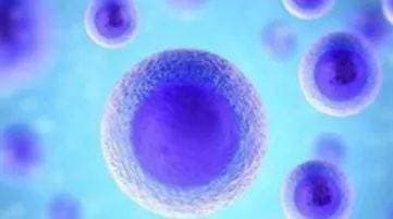 中山大学团队发现膀胱癌免疫治疗新靶点：IFN-λ展现巨大潜力