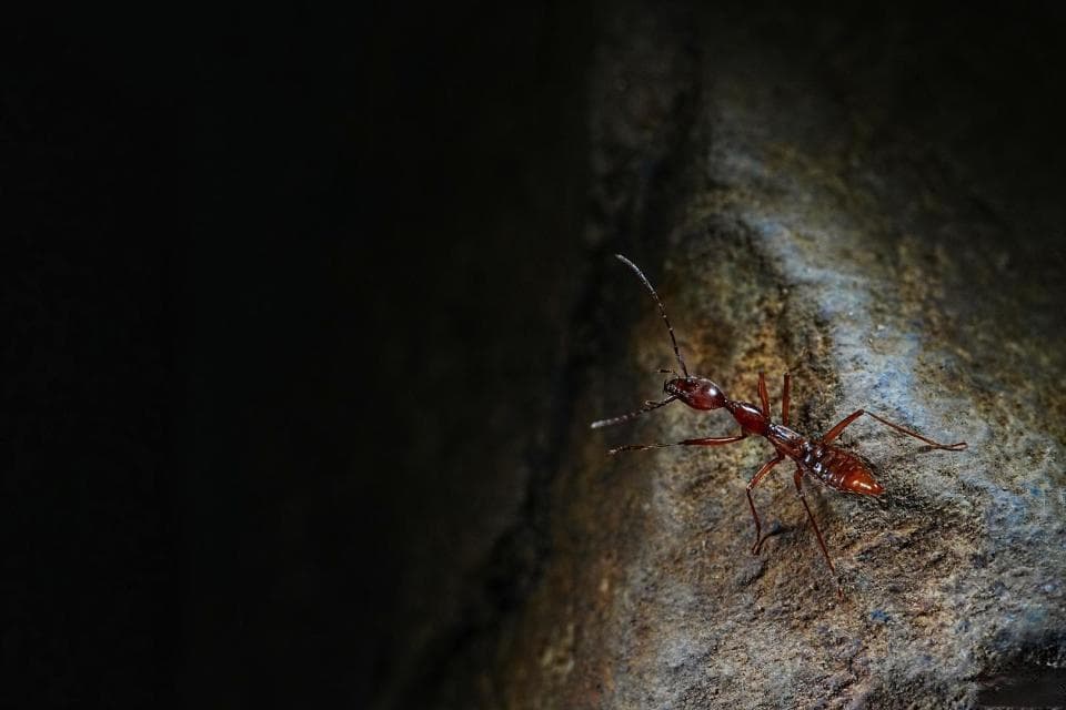 成都电气工程师和朋友解锁新物种：一只穴毒隐翅虫，身长1.3cm