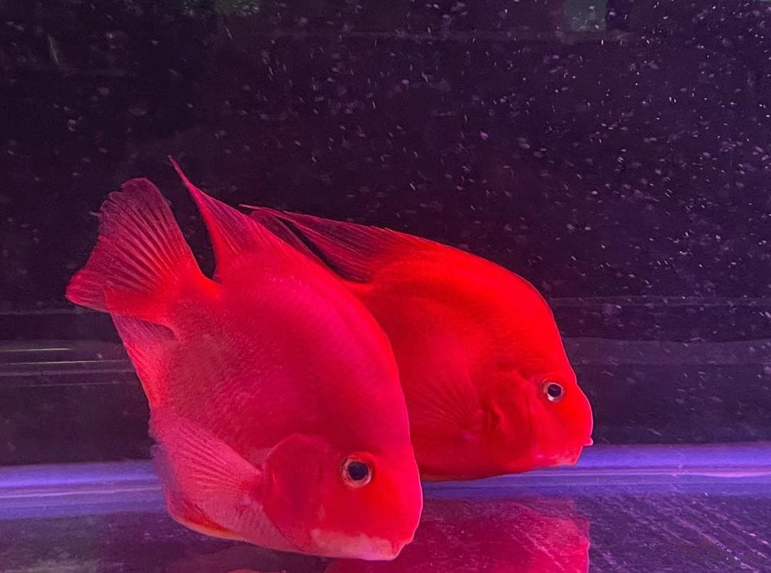 饲养红鹦鹉鱼的几个注意事项
