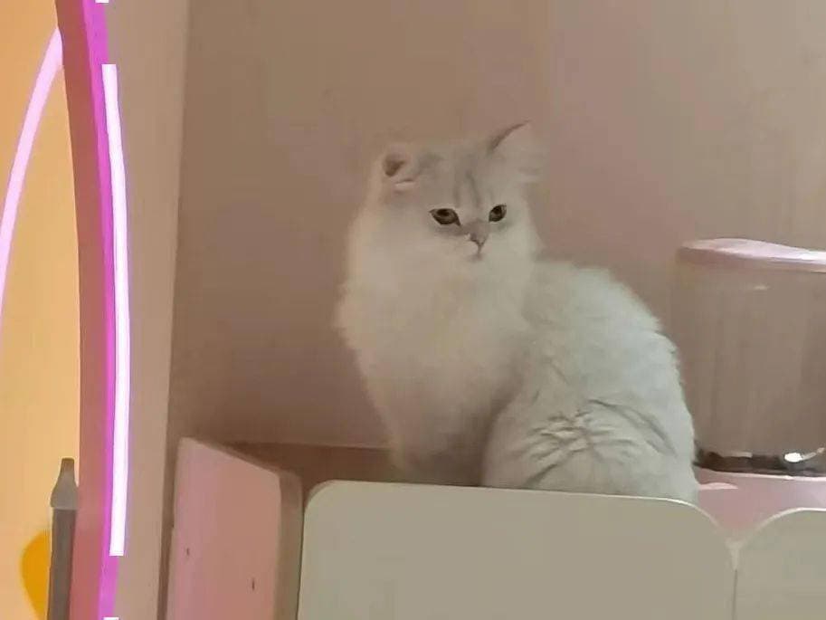 透过可爱的三花猫，你了解这些遗传学知识吗？