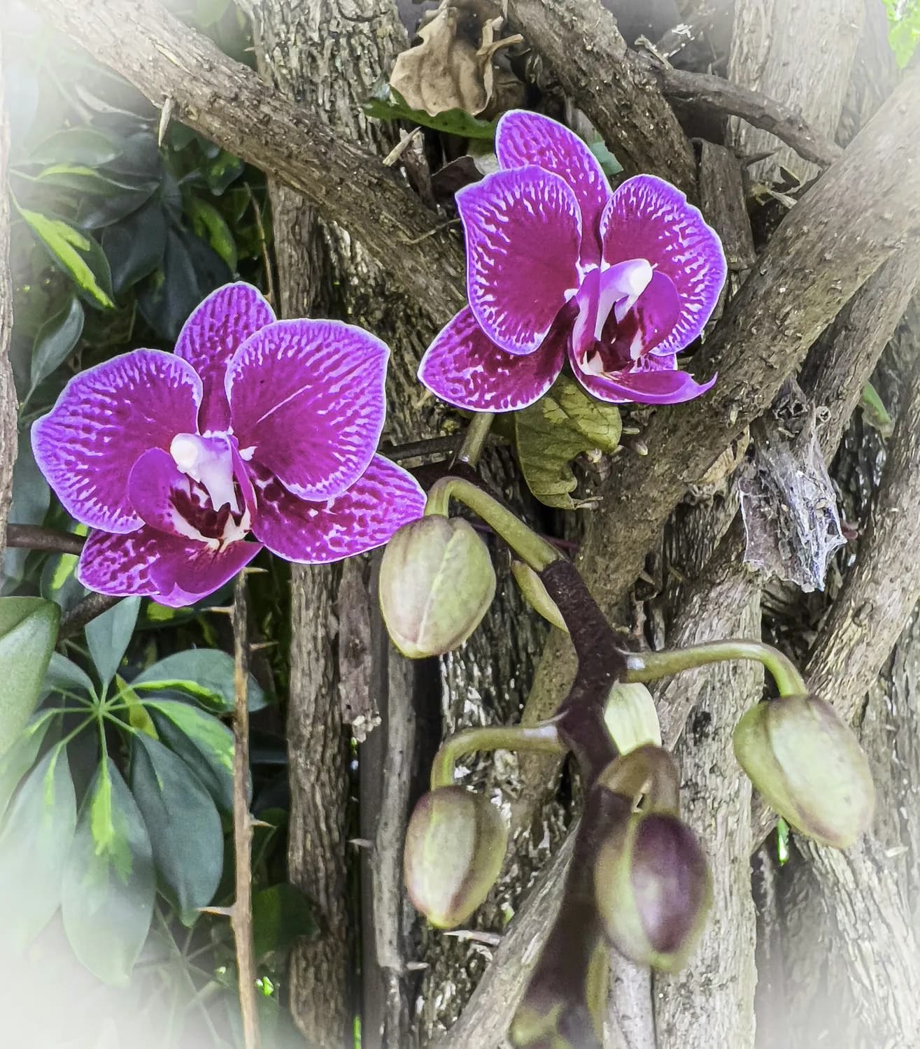 发酵树皮养蝴蝶兰，南方花友的福音