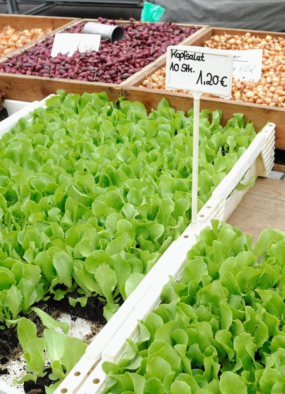 意大利生菜种植技术：从选种到收获的全程指南