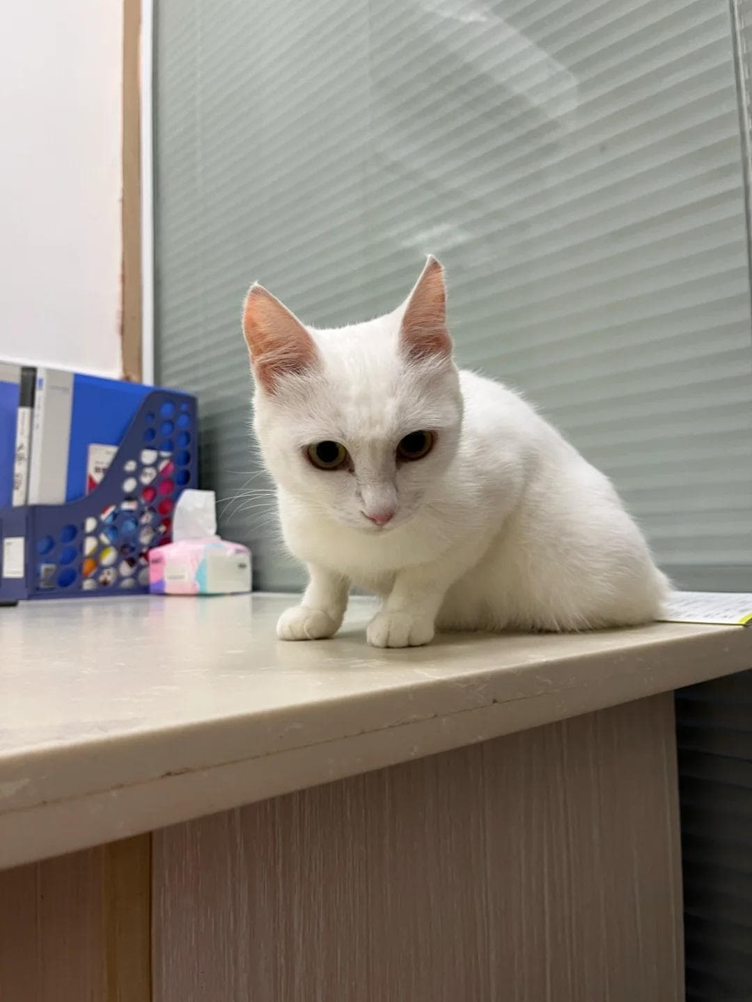 猫咪耳部红痂怎么办？全方位教你识别、处理与预防