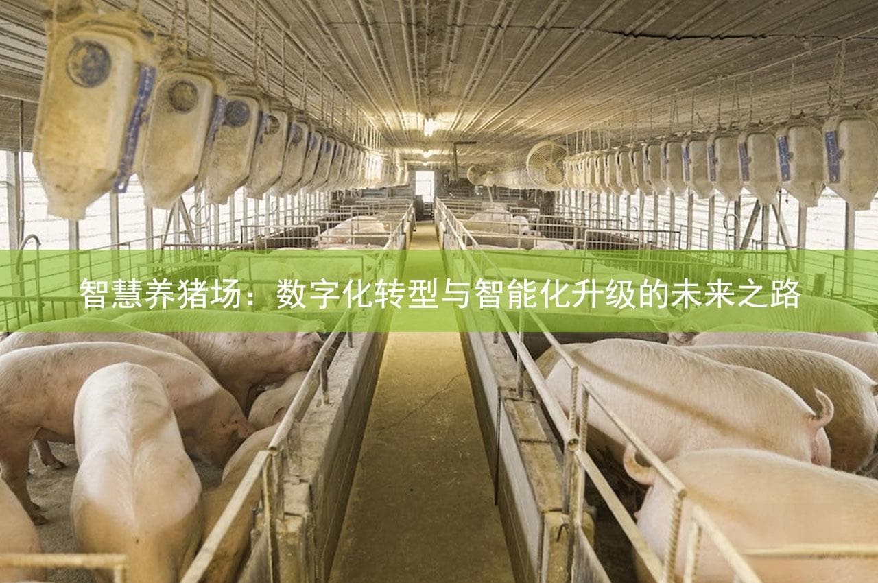 智慧养猪场：数字化转型与智能化升级的未来之路