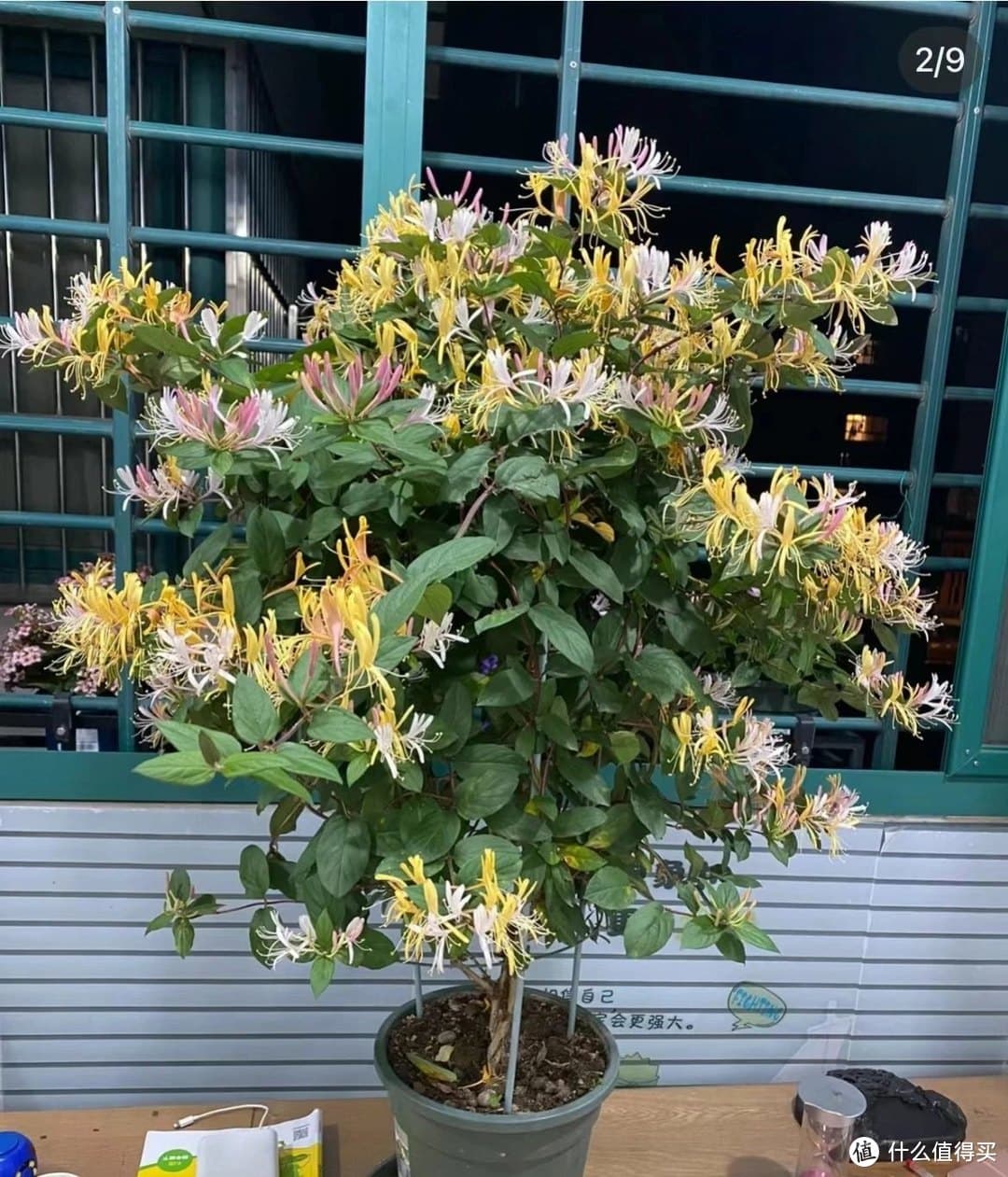 安徽40岁姐姐养出"金银花棒棒糖"，花开上千朵！详解其养护秘诀