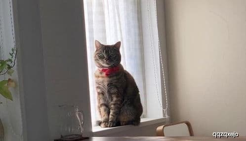 猫咪易感染弓形虫，需了解预防措施。