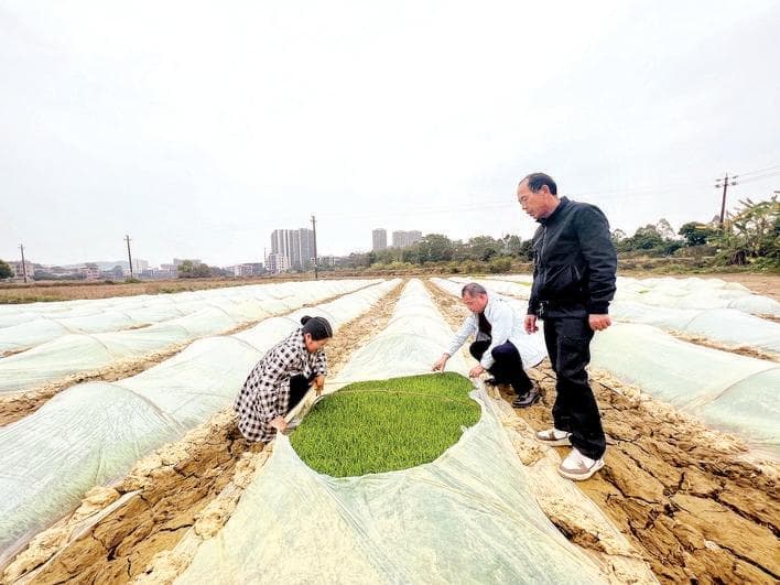 惠阳继续实施水稻大面积单产提升攻坚行动 1.4万亩稻田推广优培技术促高产