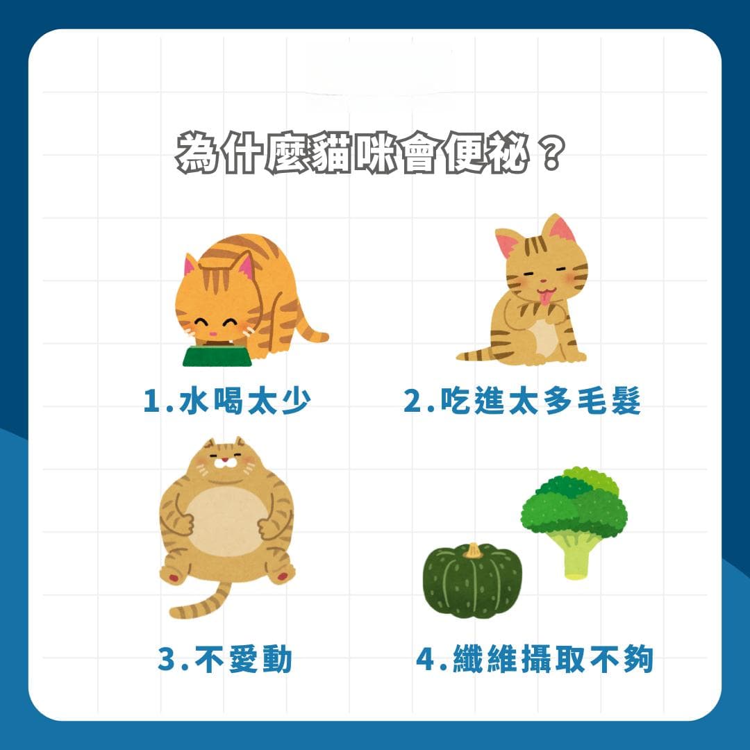 4大症状3大方案，轻松应对猫咪便秘问题