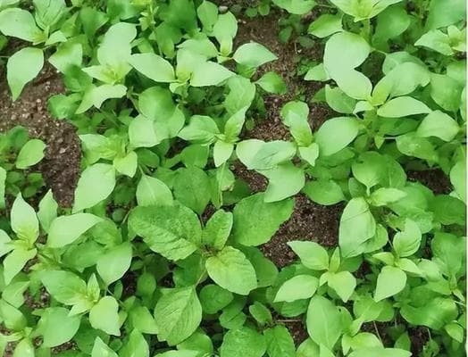 荆芥种植全攻略：从选种到采收的14个关键步骤