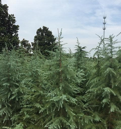 雪松，中国自然环境的守护者（生态价值、生长环境与文化意义）