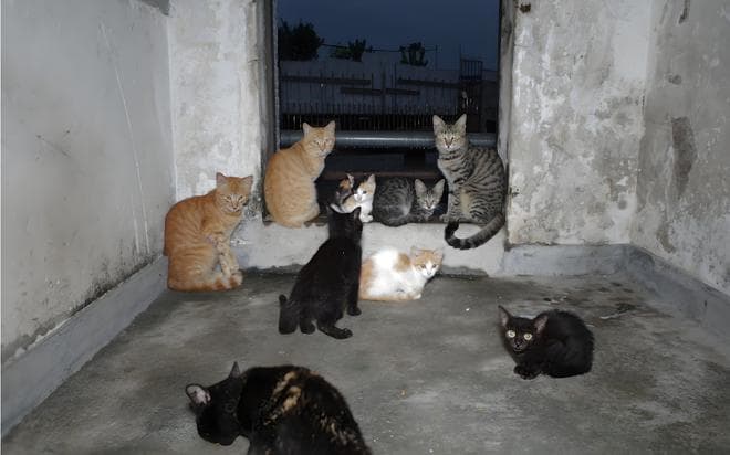 猫作为独居动物，它们却经常聚集到一起，究竟是在干嘛呢？