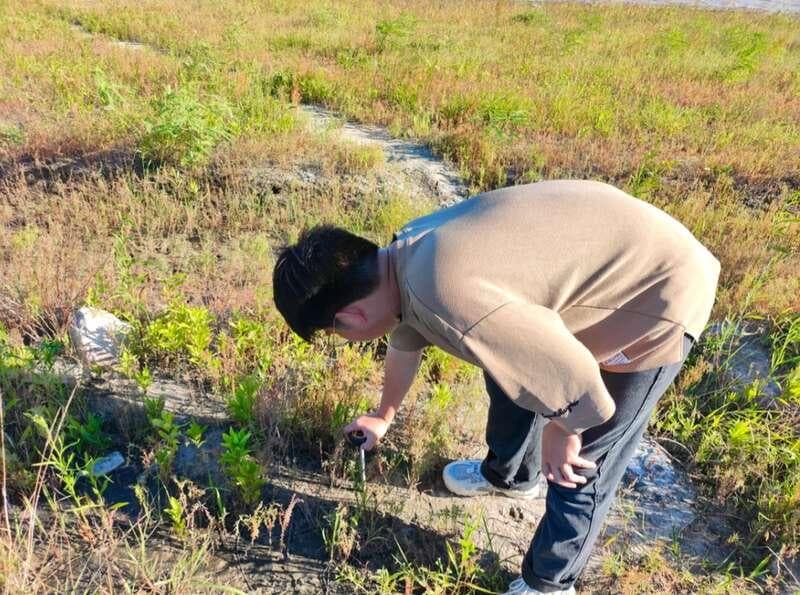 上海学子用盐地碱蓬修复滨海湿地，8亩示范区初现成效