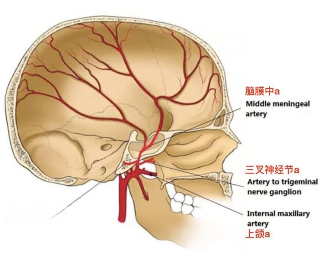 脑膜中动脉解剖详解：从起源到临床应用