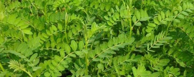 从播种到采收：沙苑子中药材规范化种植技术