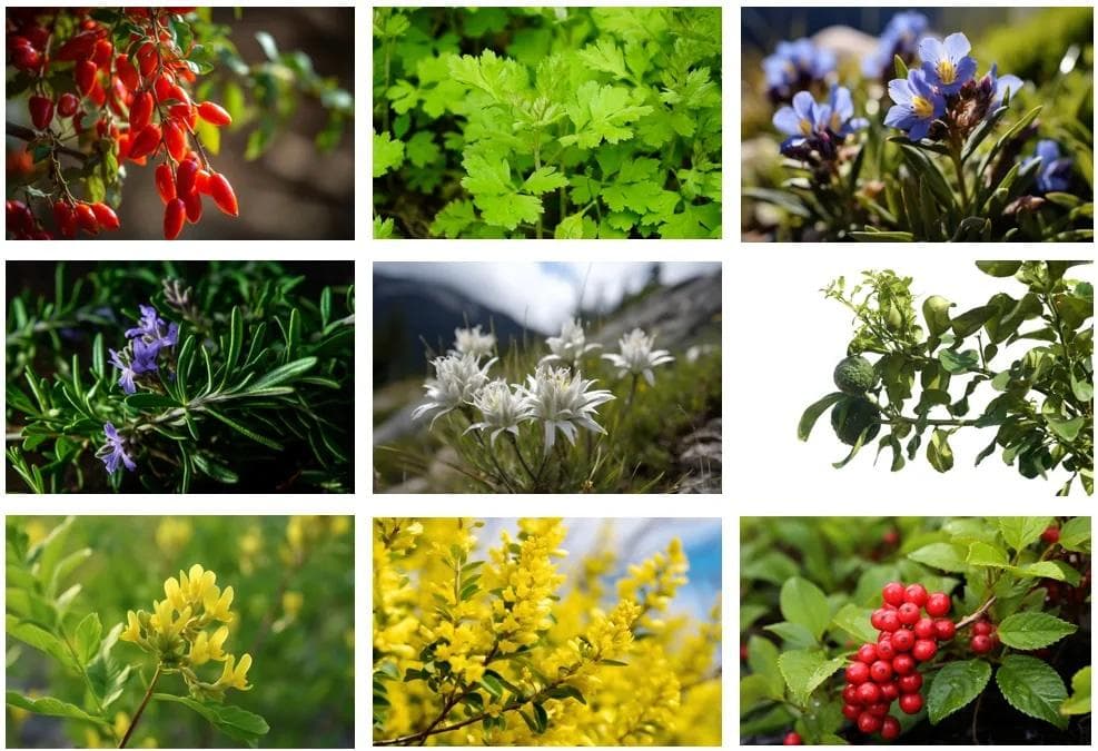 中国特色植物原料如何寻找？化妆品中植物原料有哪些功效？（图鉴解读）