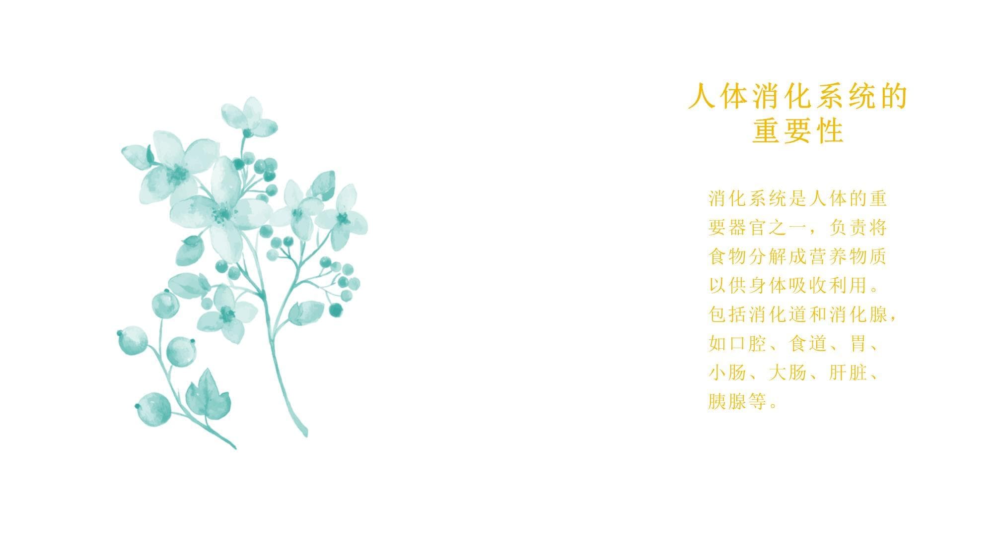 人体消化系统的构造与功能详解
