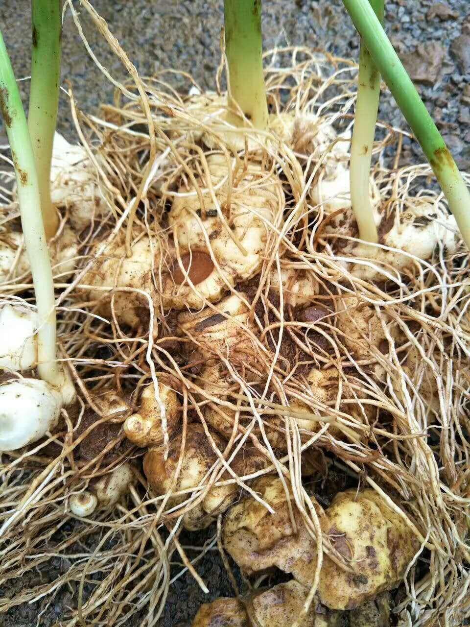 黄精促进动物寿命延长的研究，传统与现代应用的区别