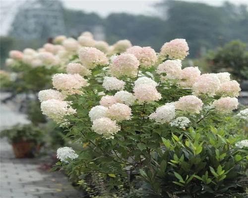 木绣球品种大全：从蓝花到紫叶，详解14种木本绣球的特点与养护要点