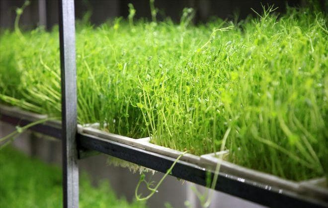 豌豆苗菜的种植方法