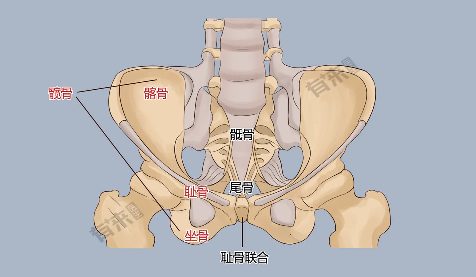 髋骨：结构、功能与常见疾病