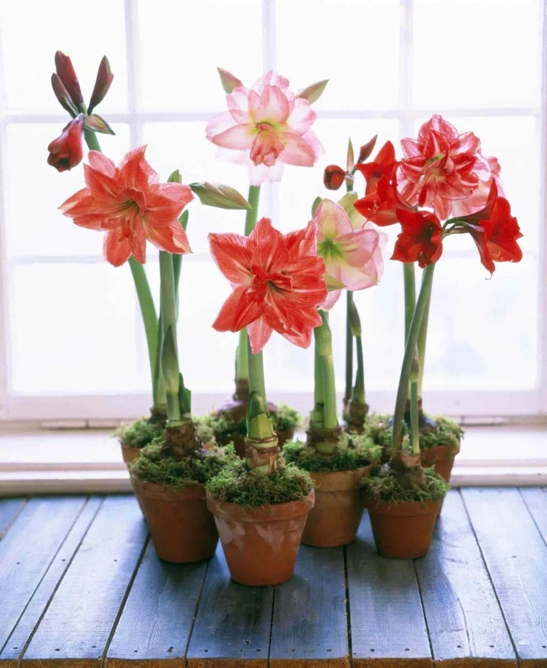 春节买花“有讲头”：年宵花有哪些？买回家怎么养才能保鲜到春节？