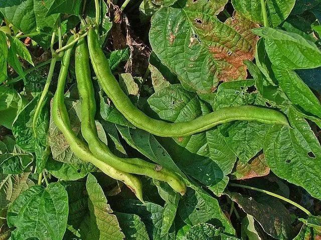 白芸豆提取物真的能“阻断碳水”？减肥效果大揭秘
