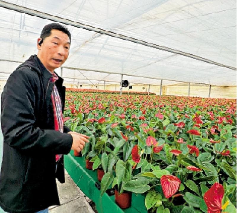 科技育苗/自主研发 种出百姓买得起高档盆花